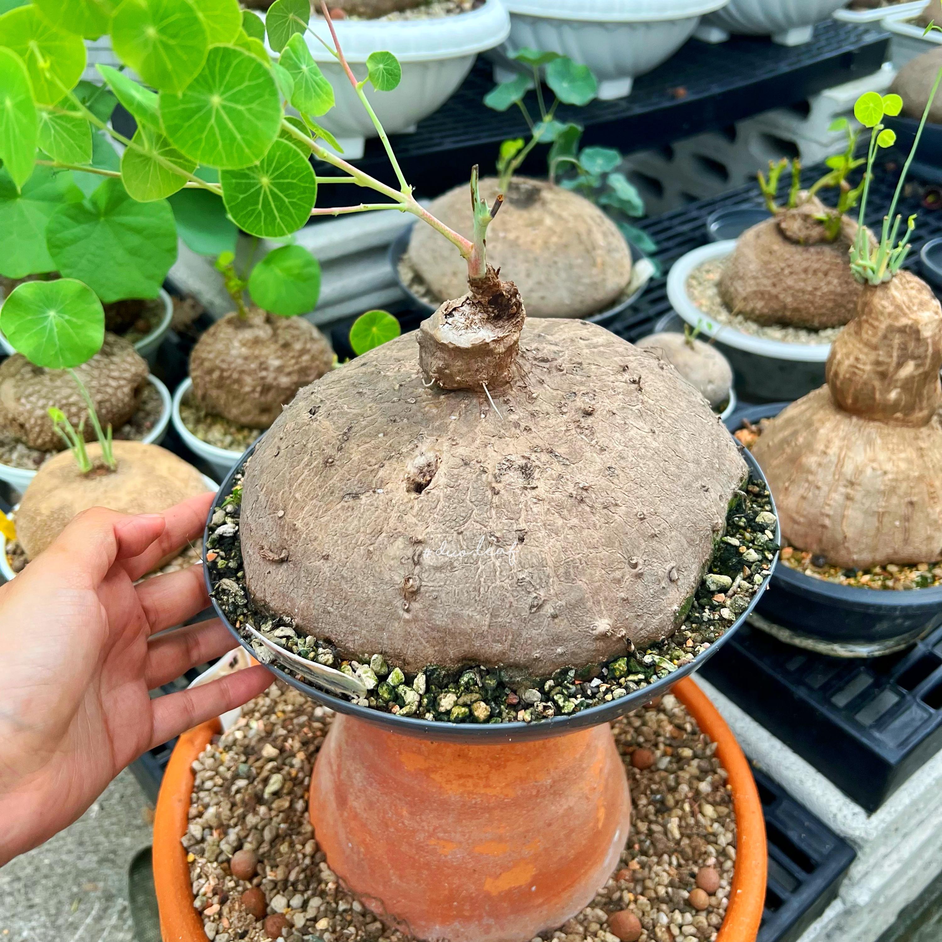 Rare Giant 2 Kg (20 Cm) Stephania Erecta | Rare Thai Plant