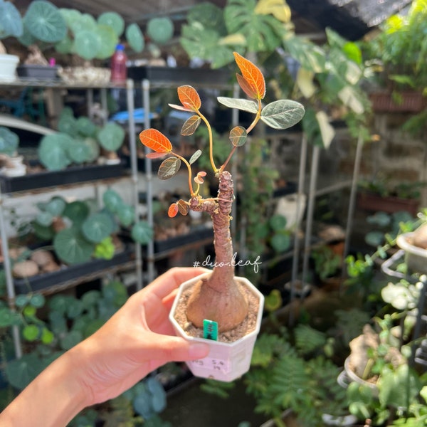 Two Twig Phyllanthus Mirabilis - L (90g) 奇異油柑  居家风水植物 rare plant / Caduex plant / indoor plan
