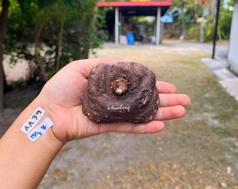 Seltene Riesengröße von Amorphophallus Atroviridis 150g - 8 cm | exotische Pflanze | caudex Pflanze | Exotische Laubblatt Zierpflanze | ungewöhnliche Pflanze