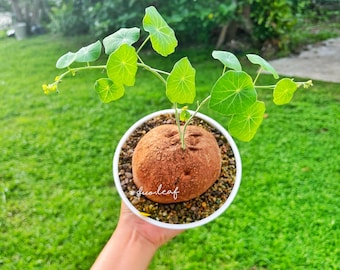 ON SALE Stephania Erecta 10.5 cm 465g Decorative Foliage, Exotic caudex, Easy-Care Indoor Plant, Unique bonsai plant
