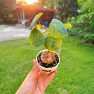Stephania Venosa S Größe (Bloody Sap) Seltene Caudex Pflanze, exotische Sukkulente, pflegeleichte Pflanze, einzigartige Bonsai, kostenloser Versand und Phyto Cer