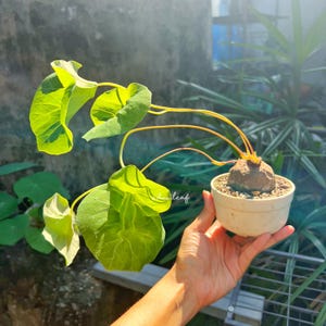 Stephania Nova M+ (90g) (Kaweesakii) | potato plant|  caudex plant | petiteplante |Unique Succulent Bulbs | Bonsai-Like Plant, Hard to Find