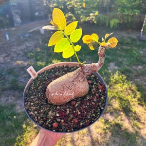 Phyllanthus Mirabilis - Giant Size (450g) 奇異油柑  居家风水植物 Succulent Houseplant | 圓葉山烏龜 Feng Shui Plant | Easy care