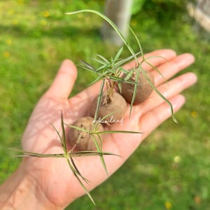 Brachystelma spp. Caudex 2 –3.3cm | Rare Succulent Plant | Exotic Bonsai Root Plant | Live Tuber | Seasonal Thai Caudex | Free Phytosanitary