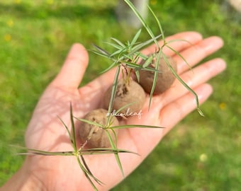 Brachystelma spp. Caudex 2 –3.3cm | Rare Succulent Plant | Exotic Bonsai Root Plant | Live Tuber | Seasonal Thai Caudex | Free Phytosanitary