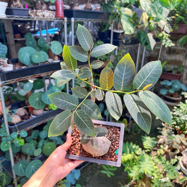 Phyllanthus Mirabilis - XXL (235g) 奇異油柑  居家风水植物 rare plant / Caduex plant / indoor plan