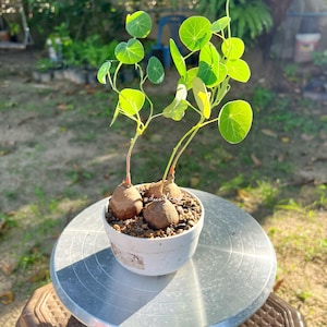 Set 3 - Stephania Erecta 3 cm / Rare Bonsai Succulent, Lucky plant gifts, herbaceous plants, Unique foliage plant, Free shipping w/Phyto