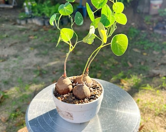Set 3 - Stephania Erecta 3 cm / Rare Bonsai Succulent, Lucky plant gifts, herbaceous plants, Unique foliage plant, Free shipping w/Phyto