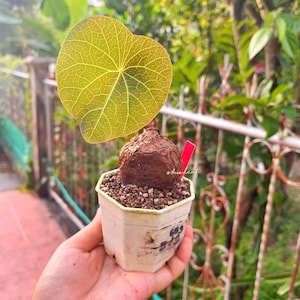 Può includere: Una piccola pianta in vaso con una grande foglia a forma di cuore, verde chiaro, con venature intricate. La pianta ha una base bulbosa marrone e si trova in un vaso esagonale bianco pieno di piccoli ciottoli. Un'etichetta rossa con testo è visibile.