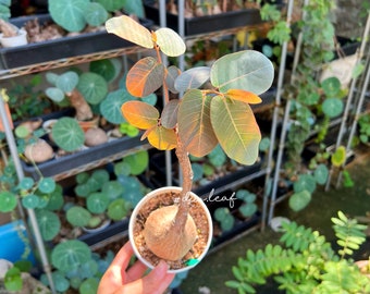 Phyllanthus Mirabilis - XL  (190g) 奇異油柑  居家风水植物 rare plant / Caduex plant / indoor plan