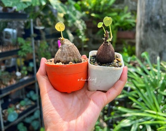 Set 2 bulbs - S size Stephanie Nova (Kaweesakii)  / rare plant / Caduex plant / indoor plant