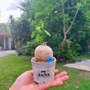 Adenia penangiana M size - Rare Caudex Plant, Exotic Succulent for Collectors, Easy-Care Indoor Plant, Unique bonsai plants, free shipping