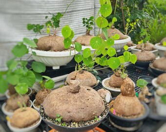 Rare Giant 2 Kg (20 cm) Stephania Erecta | Rare Thai Plant | Unique Bonsai-Like | Exotic Caudiciform Tuber | Rare Succulent | Free shipping