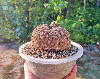 Stephania Suberosa Giant Size (417g) 龟甲山烏龜 - 居家风水植物