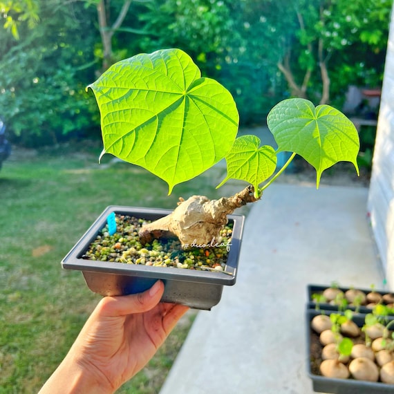 Firmiana Colorata Bulb: Unique Caudex Plant, Collector's Bonsai (85g)