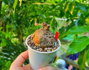 Stephania Nova M 70g (Kaweesakii) – Rare Caudex Plant, Collector Caudiciform, Exotic Tropical Houseplant, Free shipping with Phyto