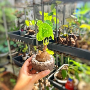 May include: A small, round, brown succulent plant with green leaves in a brown pot with white stones. The plant is being held by a hand. #succulents #plants #pottedplants #succulentlove #greenthumb