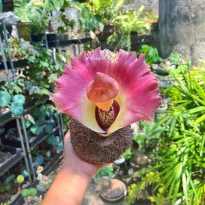 Amorphophallus paeoniifolius (igname pied d'éléphant) plante tropicale rare et exotique pour collectionneurs et amateurs de jardin, feuillage exotique caudex