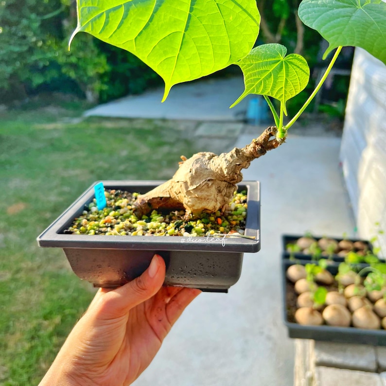 Peut inclure: Une petite plante bulbeuse brune avec des feuilles vertes poussant dans un pot carr&eacute; noir. La plante est tenue par une main.