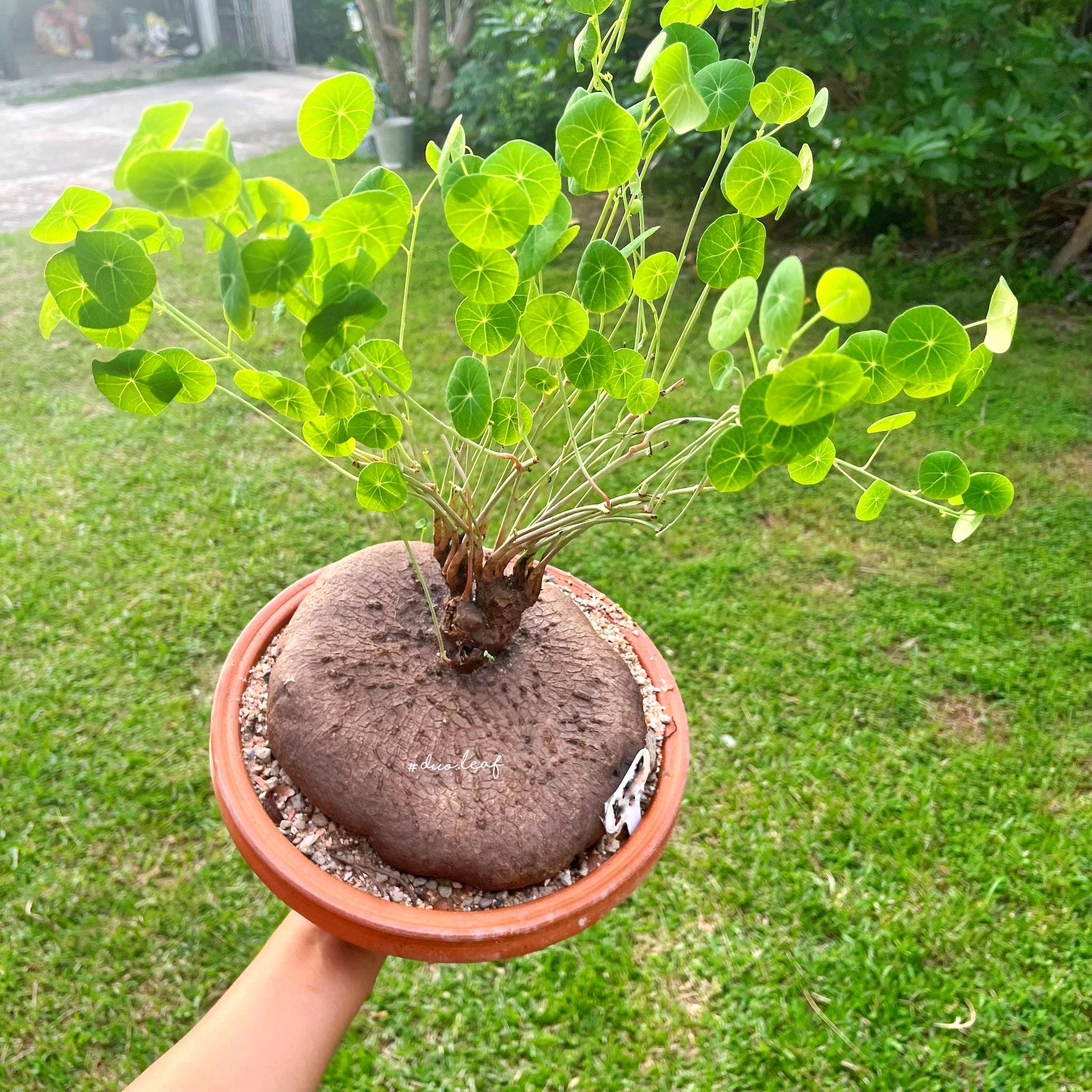 【特大】ステファニア エレクタ 2kg 希少なステファニア・エレクタ 巨大サイズ/装飾葉、多肉植物