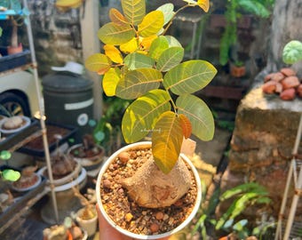 Ceratostema Doucettei - Assorted 4 Inch Pots - Etsy