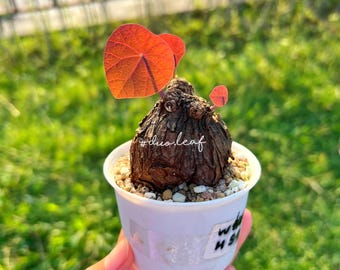 Bulbo de Stephania Nova (4,5-6 cm): Planta exótica de interior (paquete a granel)