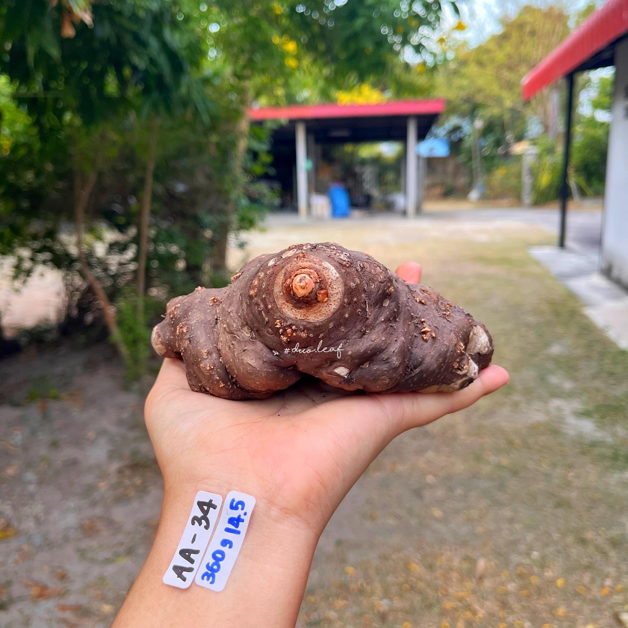 Amorphophallus atroviridis - Etsy 日本