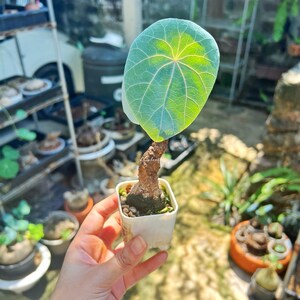 Pode incluir: Uma pequena planta em vaso com uma grande folha verde em forma de coração com veias amarelas. A planta tem um caule grosso e castanho e está num vaso quadrado branco. O fundo mostra outras plantas.