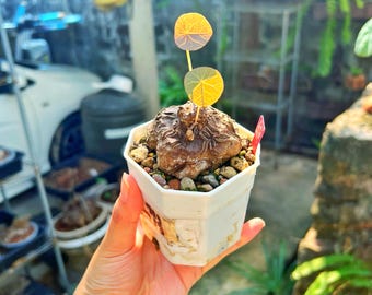 Stephania Nova M Size 70g (Kaweesakii) – Rare Caudex Plant, Caudiciform, Exotic Collector Plant, Tropical Houseplant