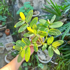 Phyllanthus Mirabilis - L (130g) 奇異油柑  居家风水植物 Succulent Houseplant | 圓葉山烏龜 Feng Shui Plant | Easy care plants  | Decorative Foliage