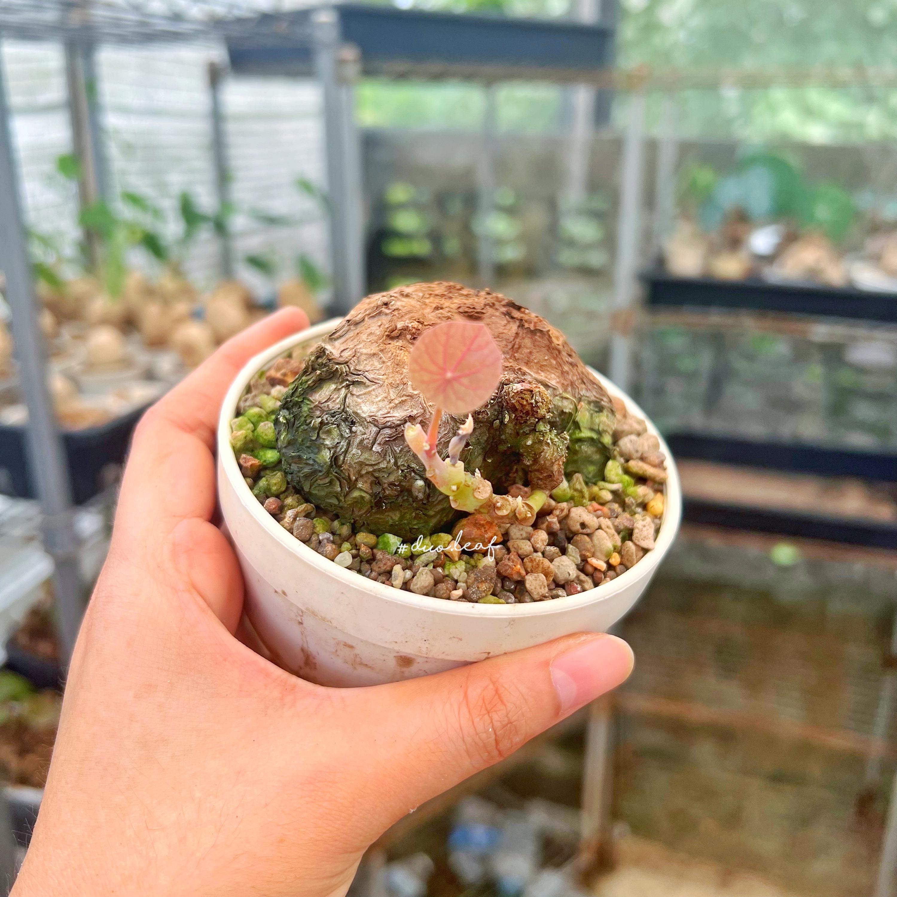 Stephania kaweesakii - Etsy 日本