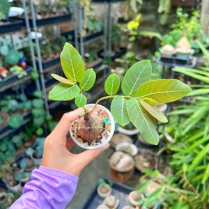 Phyllanthus Mirabilis 奇異油柑  居家风水植物 rare plant/ caudex plant / indoor plan