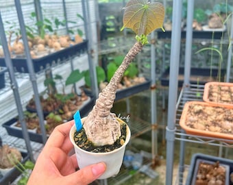 Firmiana Colorata (Sterculia Colorata) | Rare Tropical Tree Seedling | Exotic Red Flame Flowering Tree | Rare Succulent, Free Shipping/Phyto