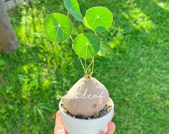 Stephania Erecta Craib 7.6 cm (Cut leave before ship)