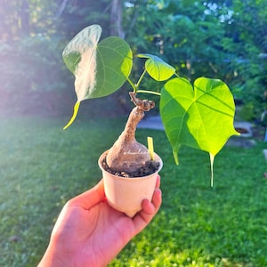Peut inclure: Une petite plante caudex avec une tige brune texturée et bulbeuse et trois feuilles vert vif en forme de cœur. La plante est en pot dans un petit récipient en plastique clair rempli de terre sombre, avec le texte duo leaf sur la tige.