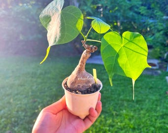 Firmiana colorata / Sterculia colorata - Natural Bonsai, Indoor Rare Plant, Exotic Bulb, Low-Maintenance Plant, Curio Plant, Easy care
