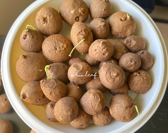 Grade C - Set of  2-4 Stephania Erecta 3-6 cm (Seller Pick) Rare caudex plant / Rare succulent / Tropical plants / Exotic houseplant /