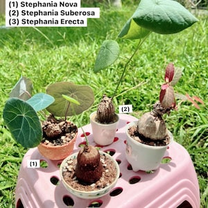 Beginner-Friendly Stephania Plant Value Set - 3/4 Rare Caudex Plants - Perfect for Indoor Gardening, Succulent Lovers, 特价居家风水植物小箱子 3 或4植物