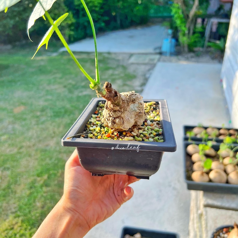 Peut inclure: Une petite plante verte avec un syst&egrave;me racinaire bulbeux unique pousse dans un pot rectangulaire noir. La plante est pos&eacute;e sur une main, et le pot porte le hashtag #duoleaf &eacute;crit sur le fond.
