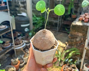 Stephania Erecta 7.5 cm 200g - Sustainable Houseplant,  Rare caudex, Eco-Friendly Home Décor, Minimalist Indoor Plant, Free shipping