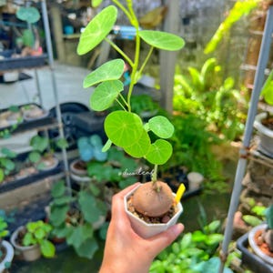 以下が含まれることがあります： 白い六角形の鉢に入った、丸い茶色の塊根を持つステファニア・エレクタ。植物は細い明るい緑色の茎と、いくつかの円形で鮮やかな緑色の葉を特徴としています。茎には白い文字で「duo.leaf」と書かれています。