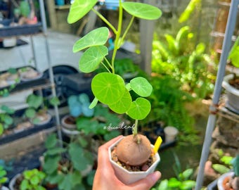 Stephania Erecta 5.5 cm | Unique Cut Leaf Caudex | Rare Thai Plant | Bonsai-Like Tuber Garden | Rare Exotic Indoor Plant  | Free shipping