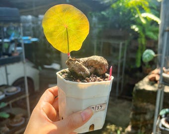 Stephania Nova L size (Kaweesakii) Unique Caudex | Rare Thai Plant | Bonsai-Like Tuber Garden | Rare Exotic Indoor Plant  | Free shipping