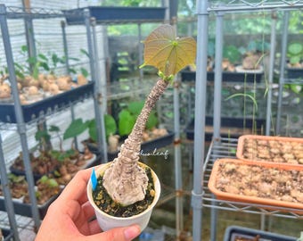 Firmiana Colorata (Sterculia Colorata) | 珍しい熱帯樹木の苗木