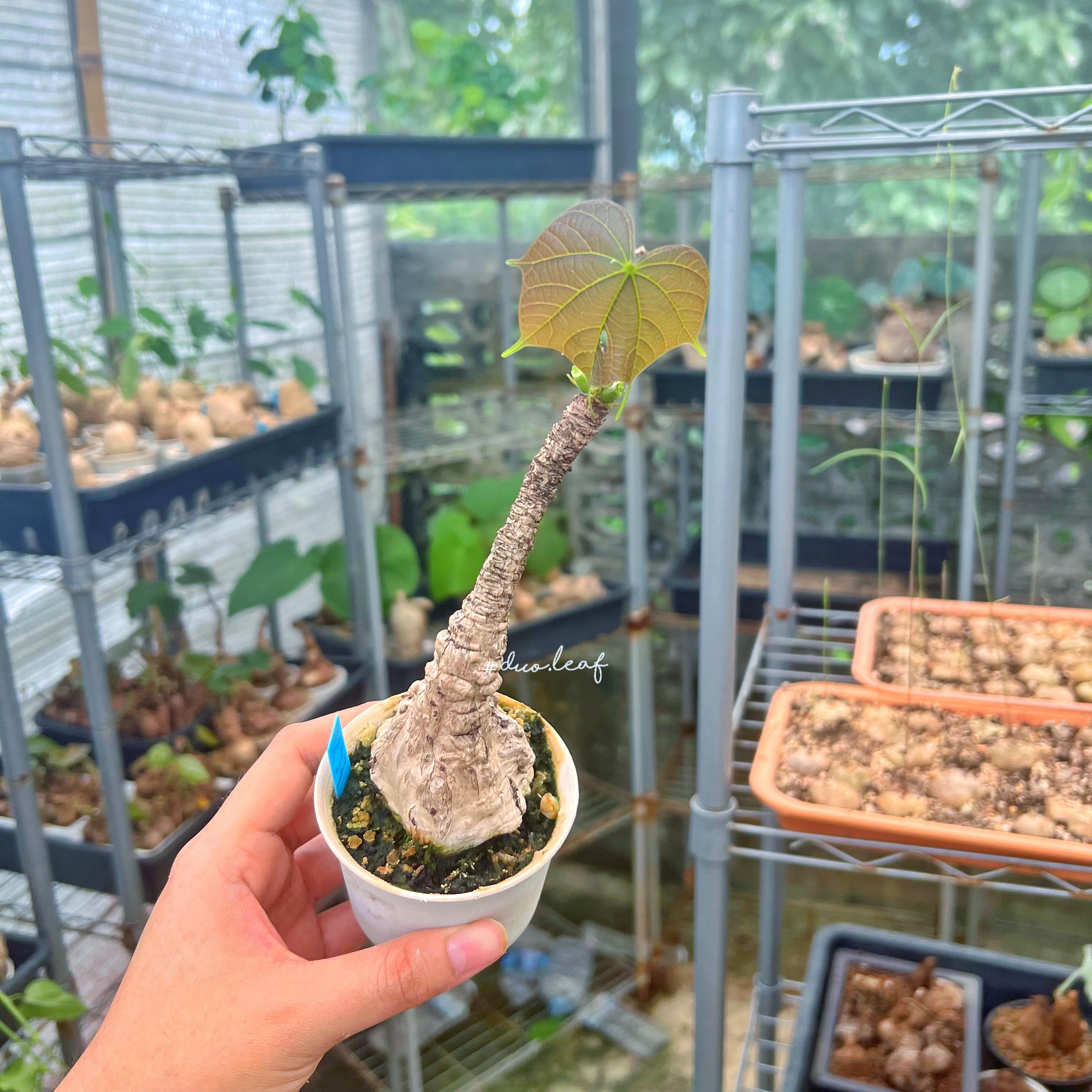 Firmiana colorata - Etsy 日本