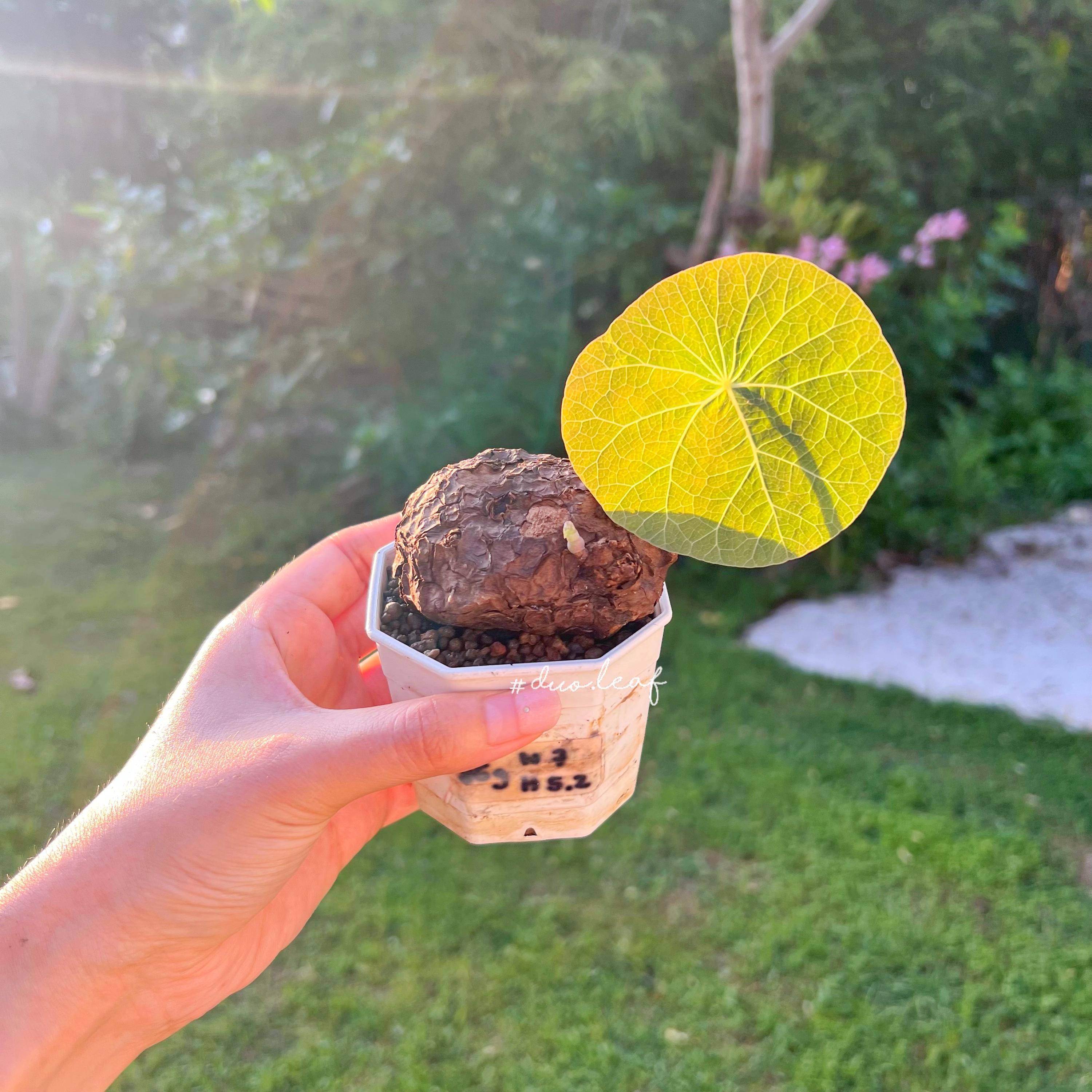 Stephania kaweesakii - Etsy 日本