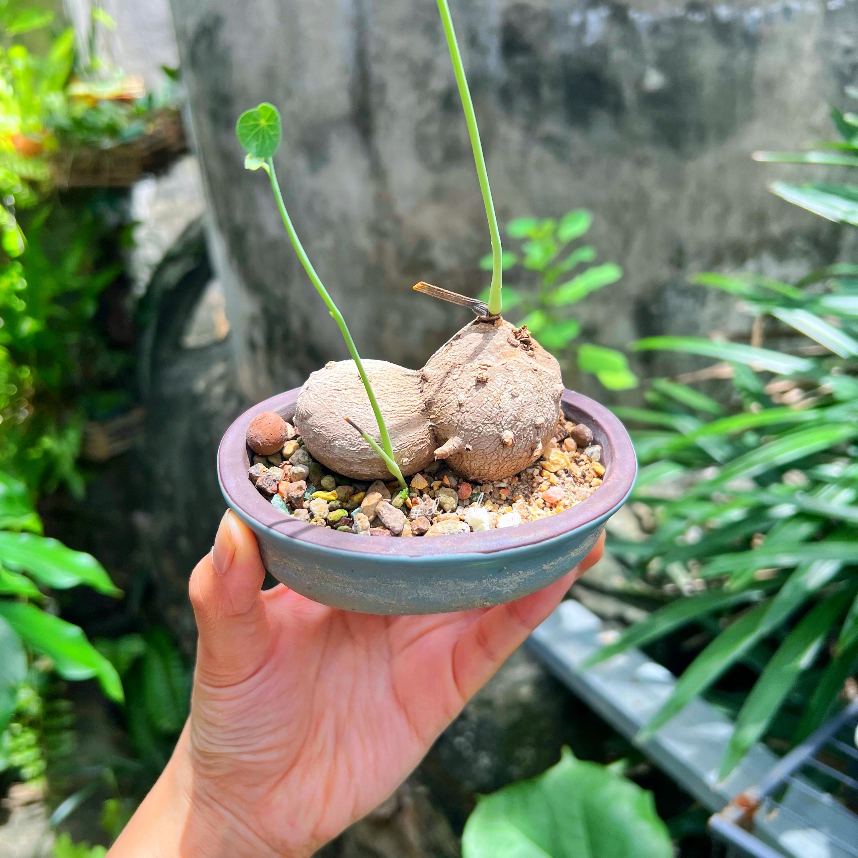 Stephania kaweesakii - Etsy 日本