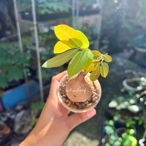 Phyllanthus Mirabilis M size – Rare Caudex | Unique Tuber | Exotic Indoor Bonsai Plant | Ornamental caudex | Free Shipping, Phytosanitary