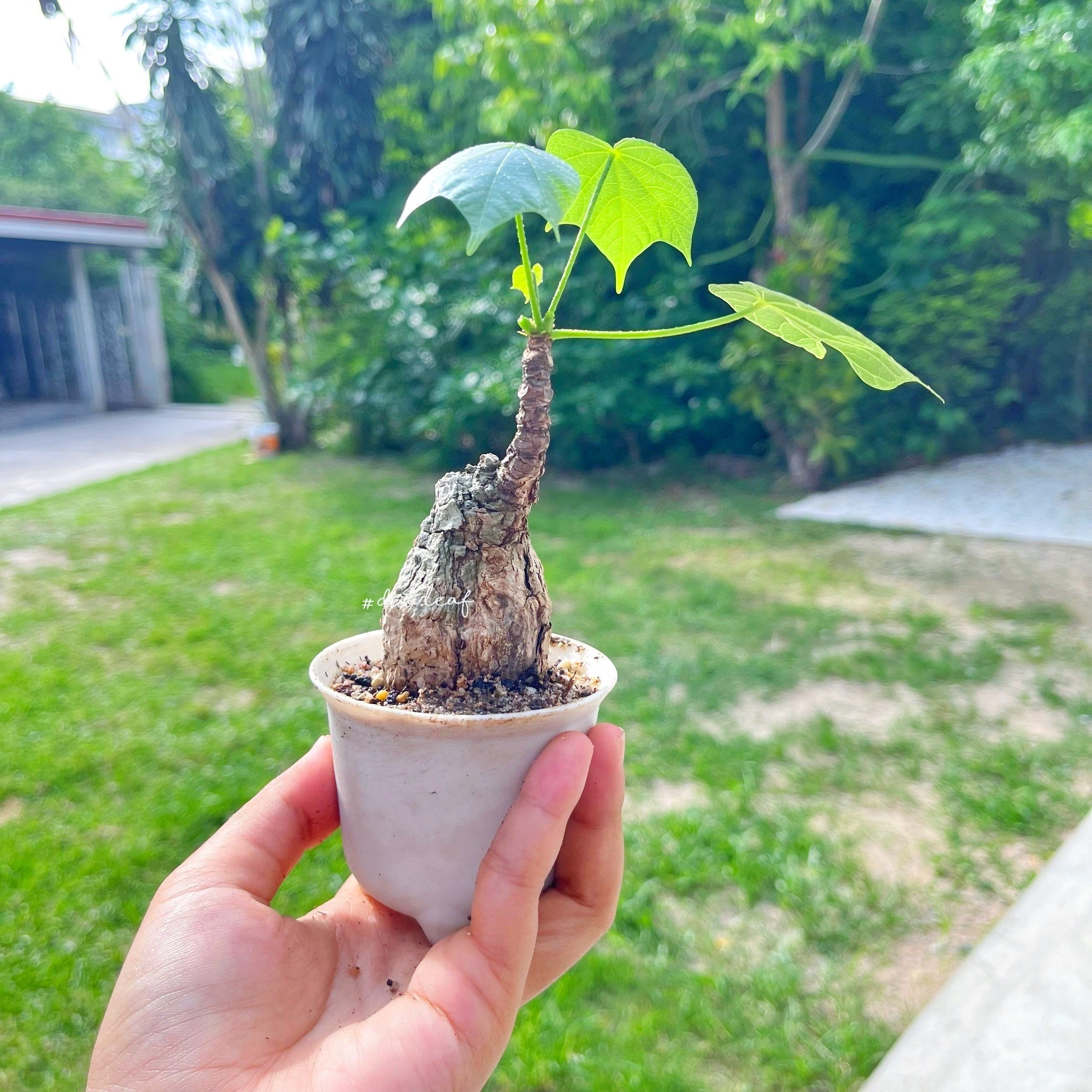 Firmiana Colorata (Sterculia Colorata) | 珍しい熱帯樹木の苗木
