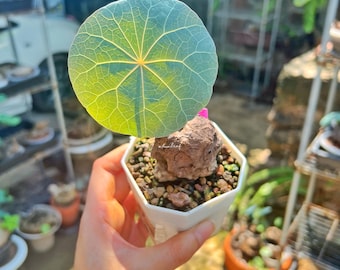 Stephania Nova M  (Kaweesakii) caduex plant/ Rare plant /Botanical décor, Tropical plants / Free Phyto / free shipping / Live
